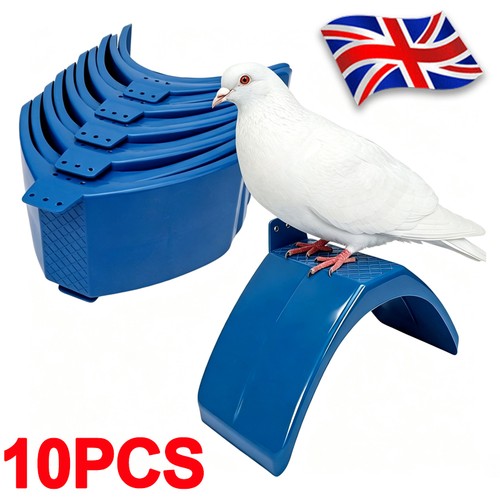 10x birds dove pigeon - dove, rest