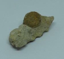 Jurassic Fossil Crinoid