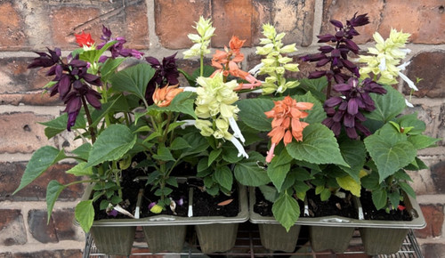 Tray salvia bedding - tray,