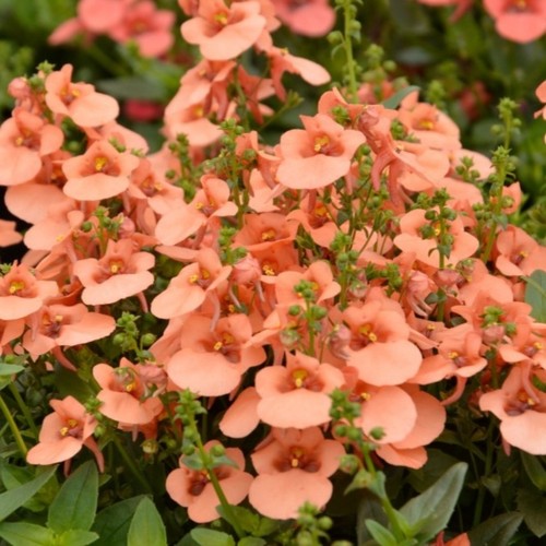 Diascia plug plants - , twinspur