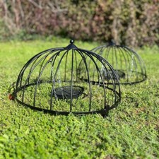 Ground Wild Garden Bird Ground