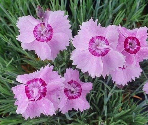 Dianthus plumarius ipswich - plumarius,