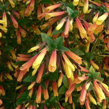 2x Jacobinia pauciflora |