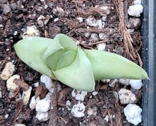 Gasteraloe 'Green Ghost' - RARE - Succulent / Cacti - Industrial Agave