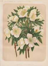brush bush Eucryphia mock elms Chile flower botany botany Robinson litho
