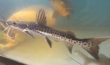 6"plus Redtail Hybrid Tiger