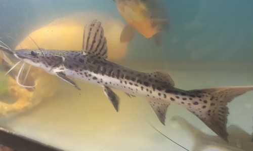 Plus redtail hybrid - hybrid, tiger