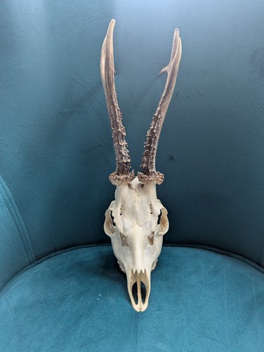 Skull roe deer - deer, antlers