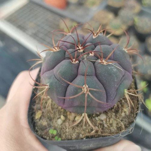 4cm succulent cactus plant - succulent,