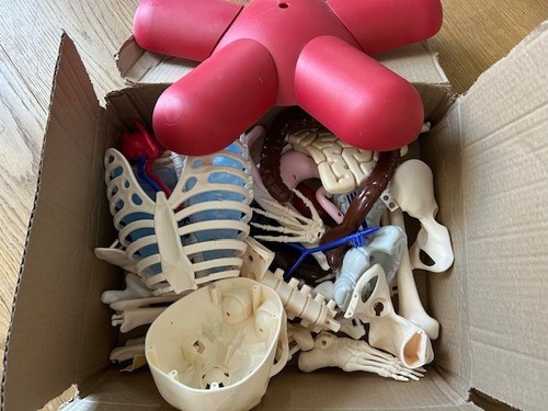 Billie bones skeleton large - bones,