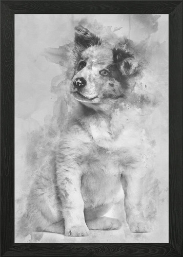 Border collie puppy mont - 3,