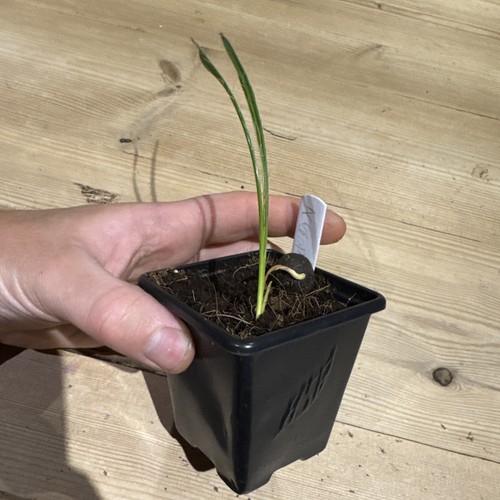 Acrocomia crispa palm seedling - acrocomia,