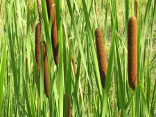 Wildlife pond plant pack