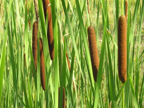 Wildlife pond plant - , pack