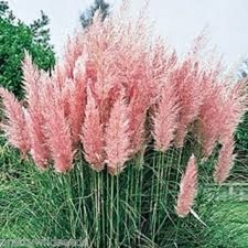 Cortaderia Pampas Grass Pink