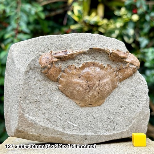 Charybdis complete fossil crab - complete,