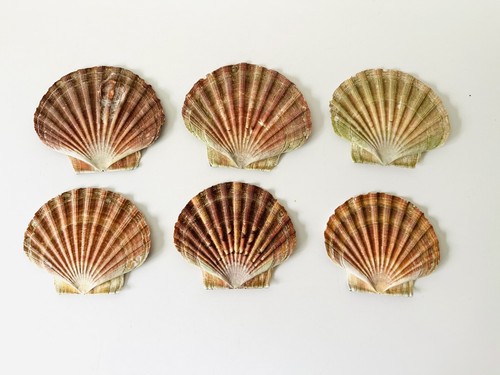 Scallop shells flat natural - shells,