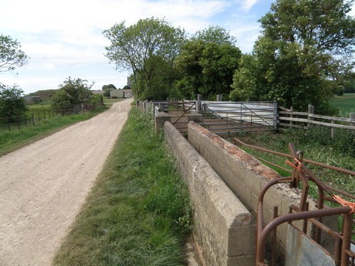 Photo 6x4 sheep - 6x4,
