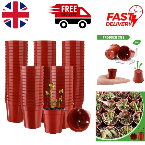 100 pack mini - pack, flower