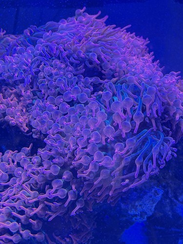Rainbow bubble tip anemone - rainbow,