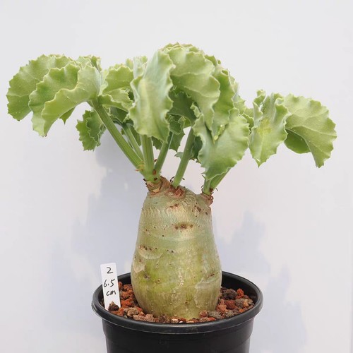 7cm raresucculent plant - 6-7cm,