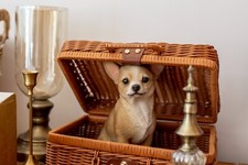 Dog-Sitting Chihuahua Garden