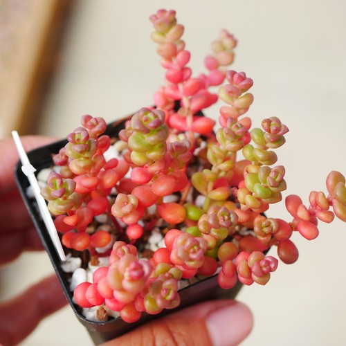 Sedum divergens 5cm - divergens, 5.5cm