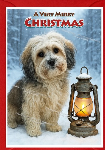 Havanese dog christmas card - dog,