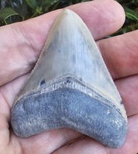 Bone Valley Megalodon Shark