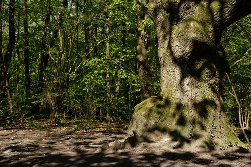 Photo fetcham downs - photo,