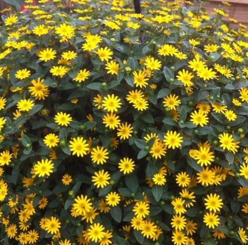 Creeping zinnia seeds - zinnia,