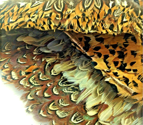 20pcs mixed ringneck pheasant - 20pcs,