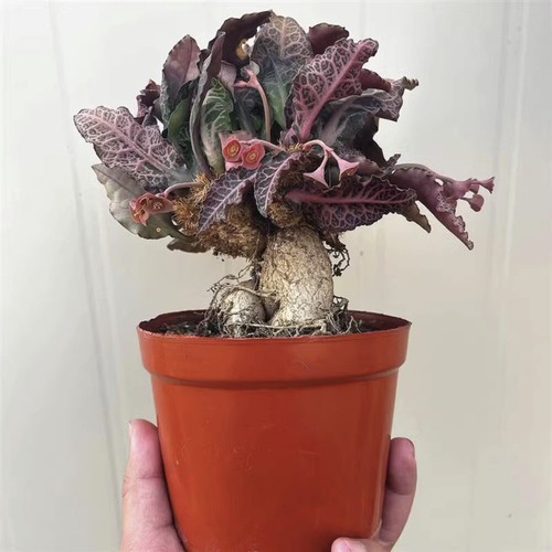 6cm succulent cactus plant - 6cm,