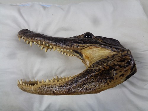 Large alligator head rare - alligator,