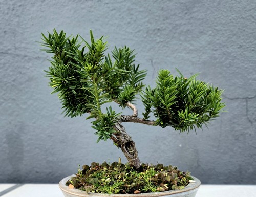 Yew bonsai tree - 🌳,