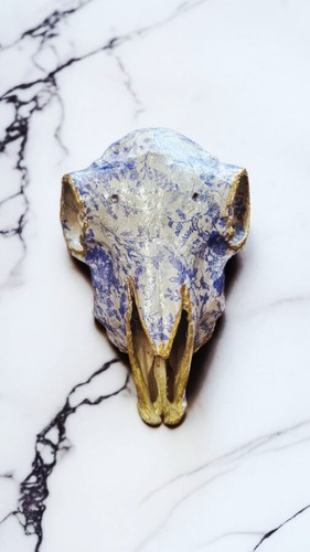 Sheep skull - sheep,