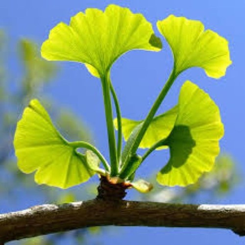 Ginkgo biloba maidenhair - ginkgo, (maidenhair