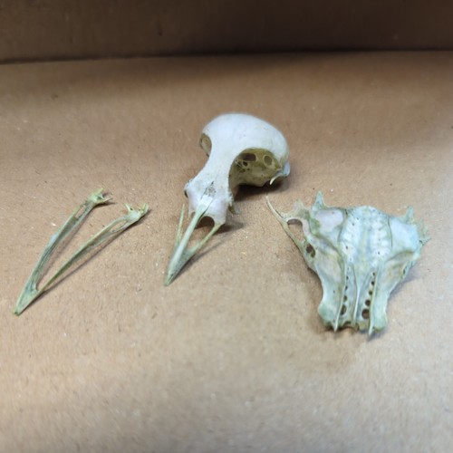 Small bird skull - bird,