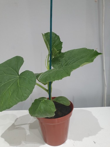 Long hybrid bottle gourd - hybrid,
