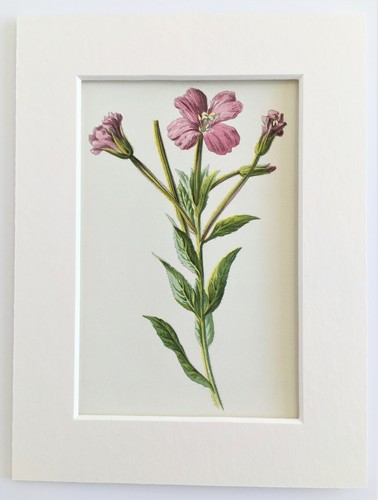 Greater willowherb hulme - greater,