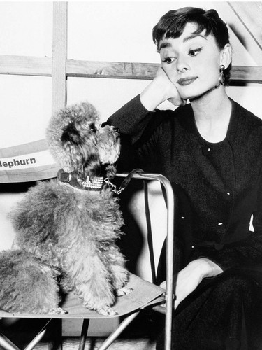 Audrey hepburn photo with - photo, a