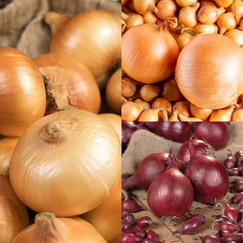 Onion sets mix 1500g red - sets,