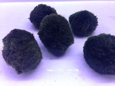Live aquarium moss ball - live,