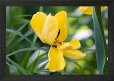 tulip in bloom Framed Wall Art