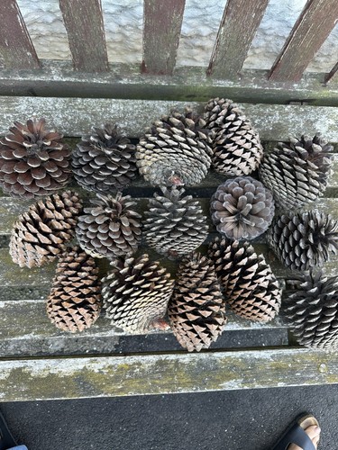 Large pine cones suitable - cones, x