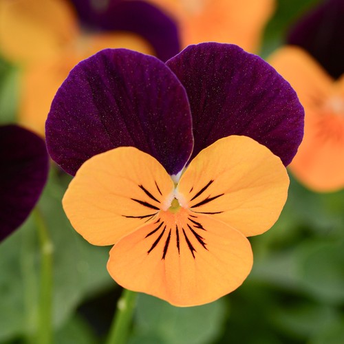 Viola orange jump - orange, plants