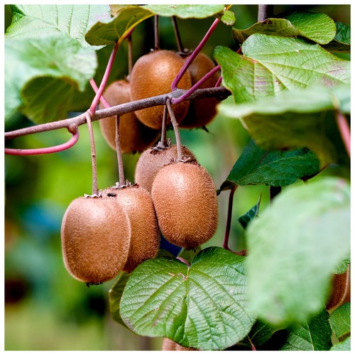 Self fertile kiwi fruit - kiwi,
