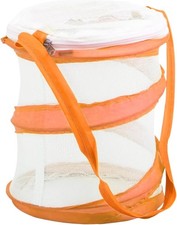 Butterfly Net Stick Insect