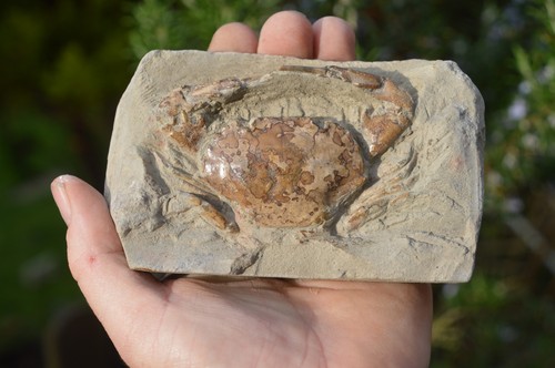 Amazing rare fossil crab - rare,