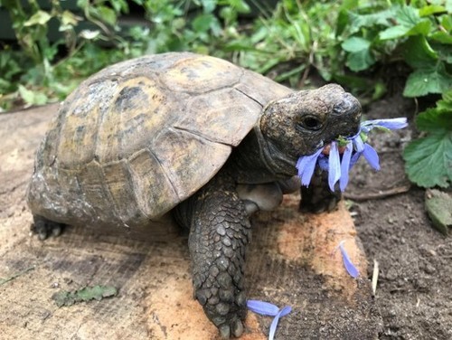 Large bag tortoise - large, food